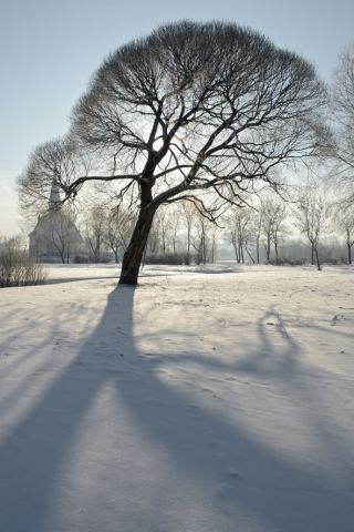 Зимнее дерево