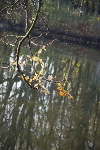 DSC_914.jpg
