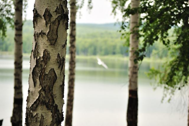 Wrong focus )).jpg