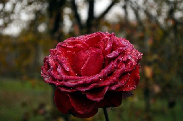 DSC_5133.JPG