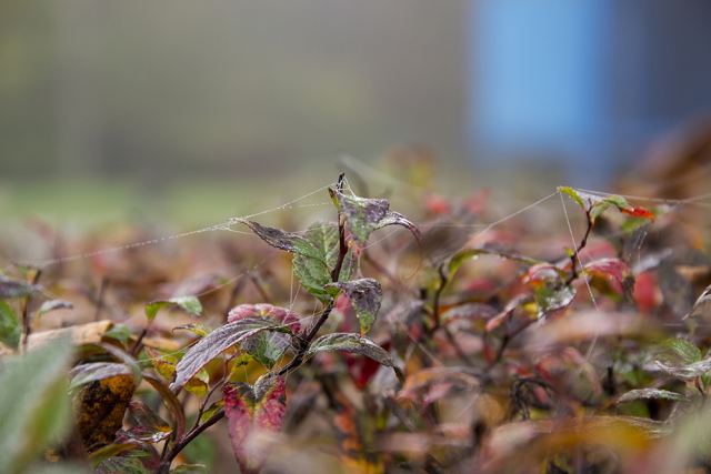 DSC_77.jpg