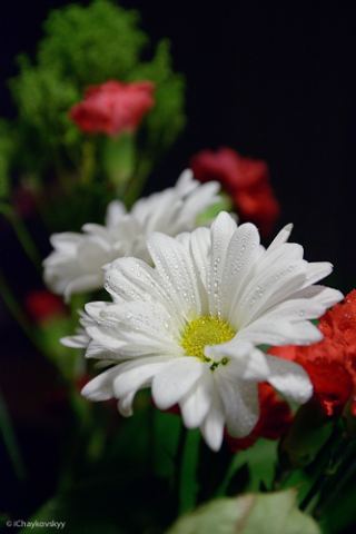 DSC_5732-2.jpg