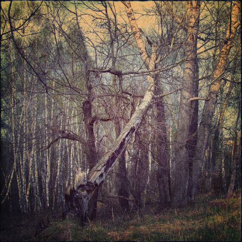 О сломаном дереве