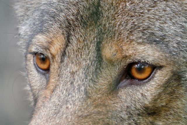 wolfish glance
