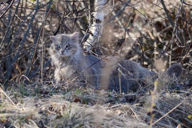 Серый Котейка
